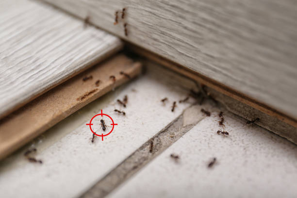 Wasp Removal Services in Russellton, PA