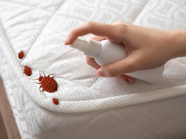 Best Wasp Removal Services  in Russellton, PA